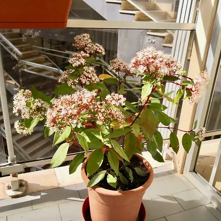 Casa Vacanze Nonna Anna *